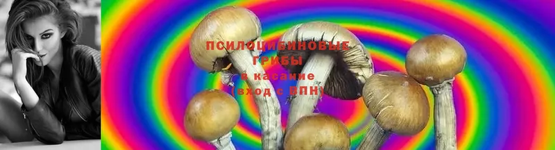 цены наркотик  Беломорск  Галлюциногенные грибы Magic Shrooms 